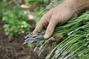 Herb farming